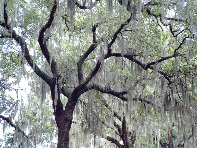 moving to savannah